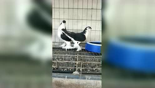 爆料娱乐圈大雁